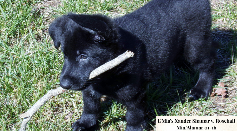 German Shepherd puppy